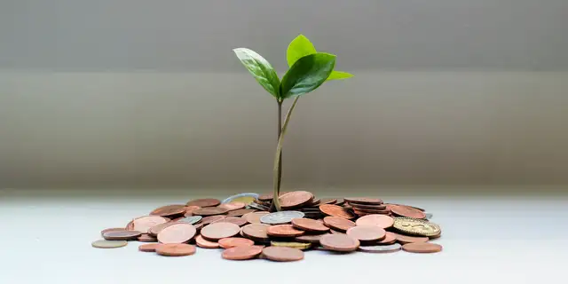Foto de un árbol pequeño saliendo de un montón de monedas